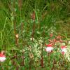 Prosperity with Cornus and Bunny Grass.